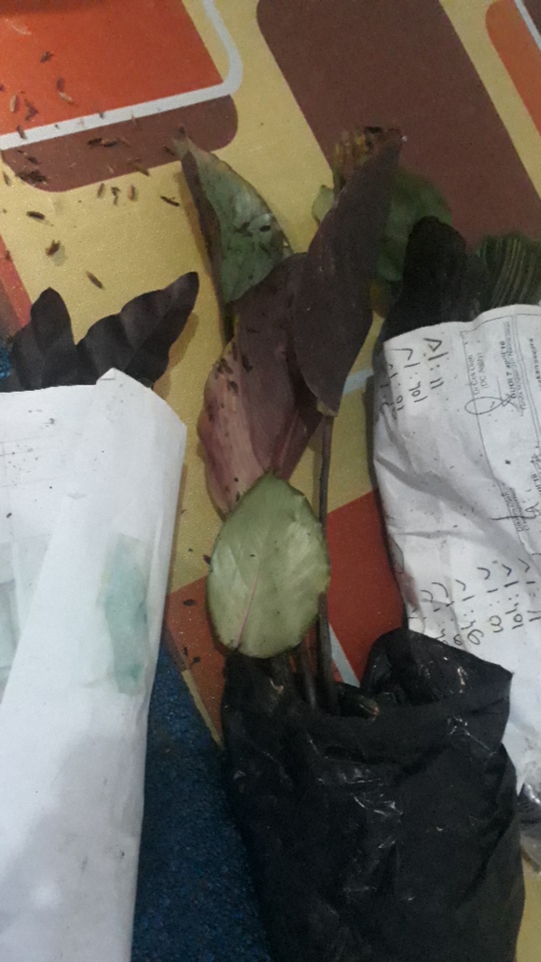 Paket 5 Tanaman Hias Calathea-kalatea