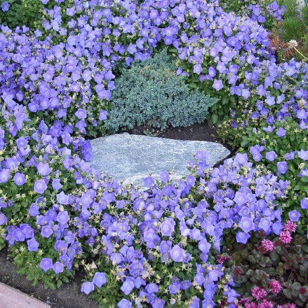 Benih Bibit Biji - Bunga Bellflower Campanula Carpatica Blue Flower Seeds - IMPORT