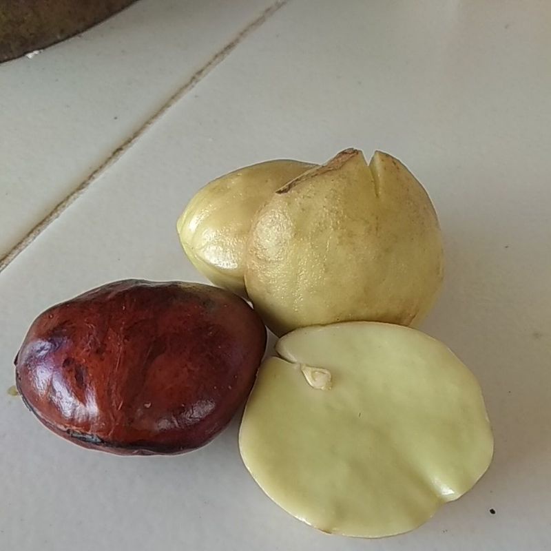 

Jering / Jengkol / langbong