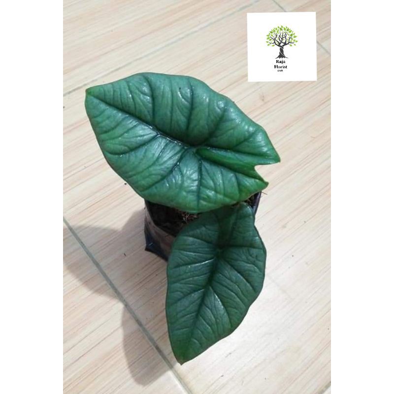 Alocasia Bisma