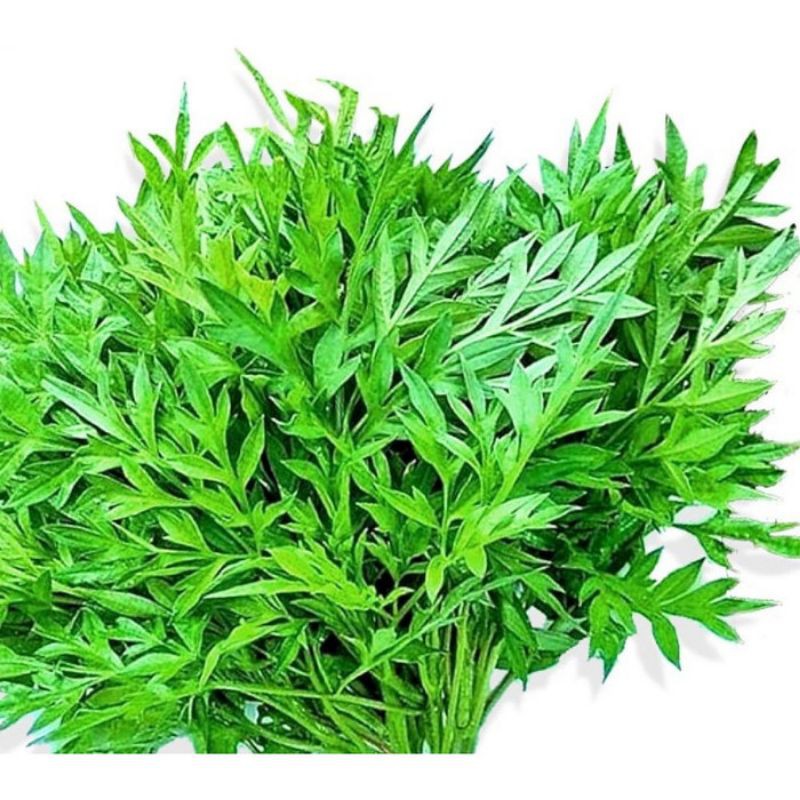 

Bisa Kirim Instan - Sayur Kenikir Segar per ikat