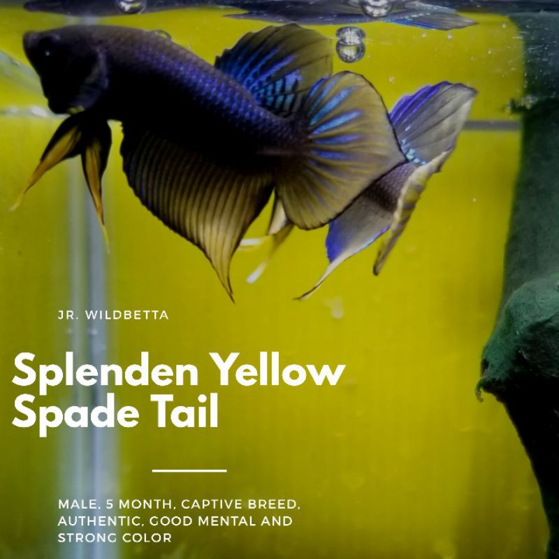Wild Betta Splendens Yellow Spade Tail - Cupang Alam Ekor Kuning