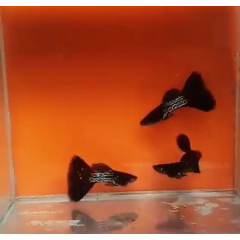 

Guppy MSSBT usia 3 bln+ siap breed kualitas Grade A