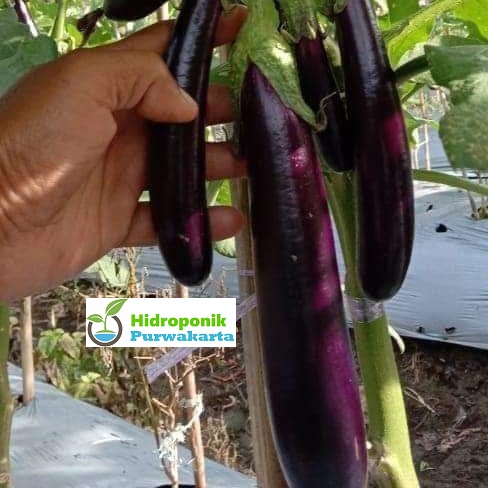 Benih Terong Ungu Jaguar F1 isi 5 Gram Cap Tiga Daun