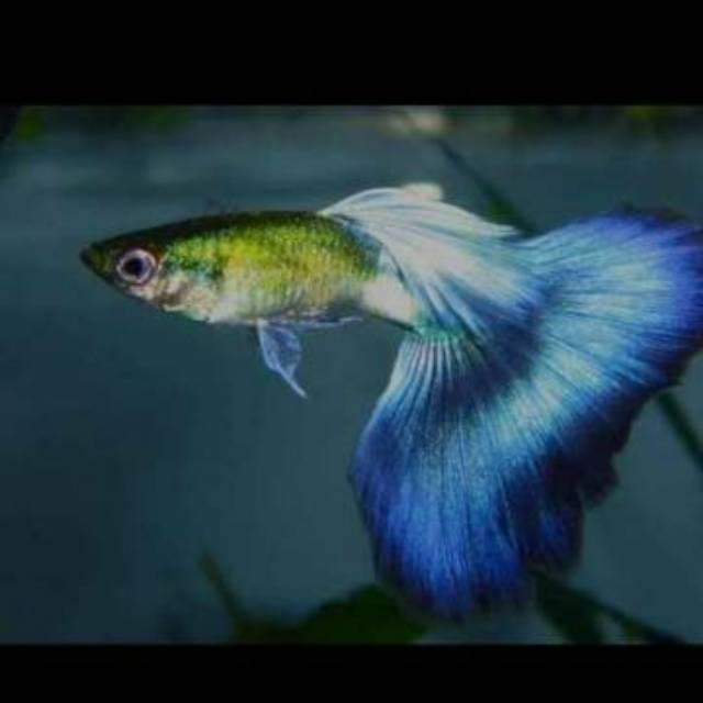 Ikan hias guppy  /gepi/gupi/bagus, cantik, murah blue diamon