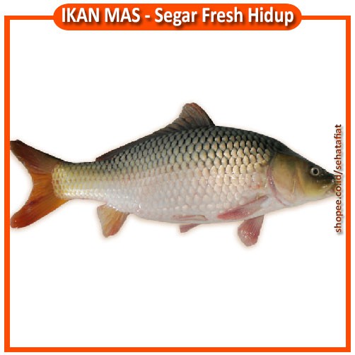 

1 KG IKAN MAS PREMIUM HIDUP SEGAR DAN FRESH