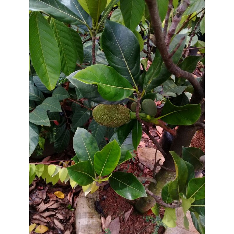 Pohon nangka  mini sudah berbuah