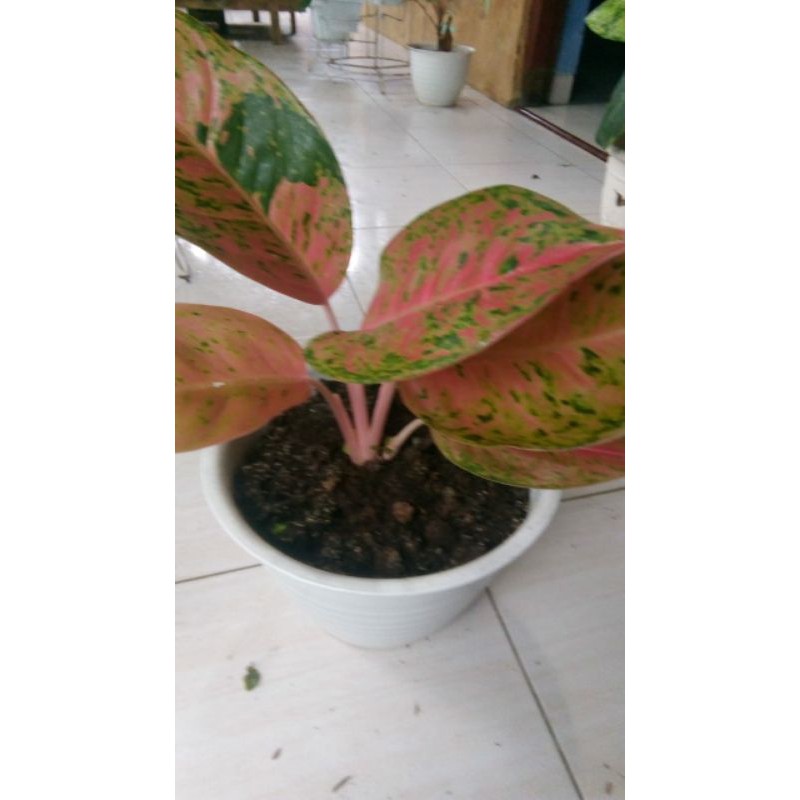 Aglonema Big Roy Dewasa Rimbun