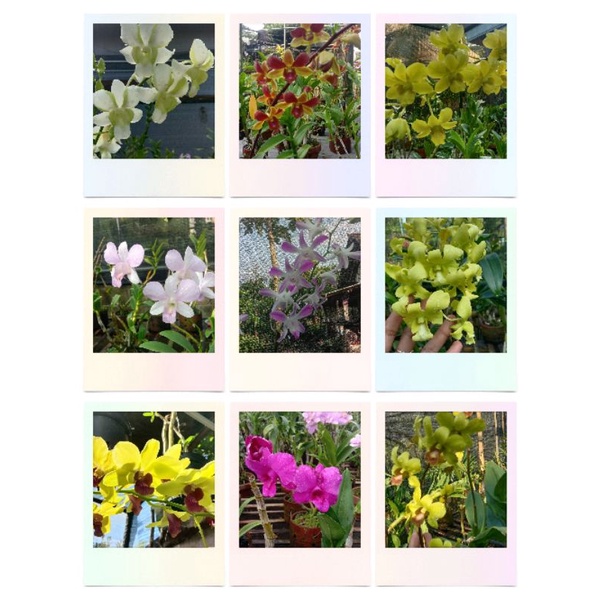 anggrek dendrobium dewasa rimbun