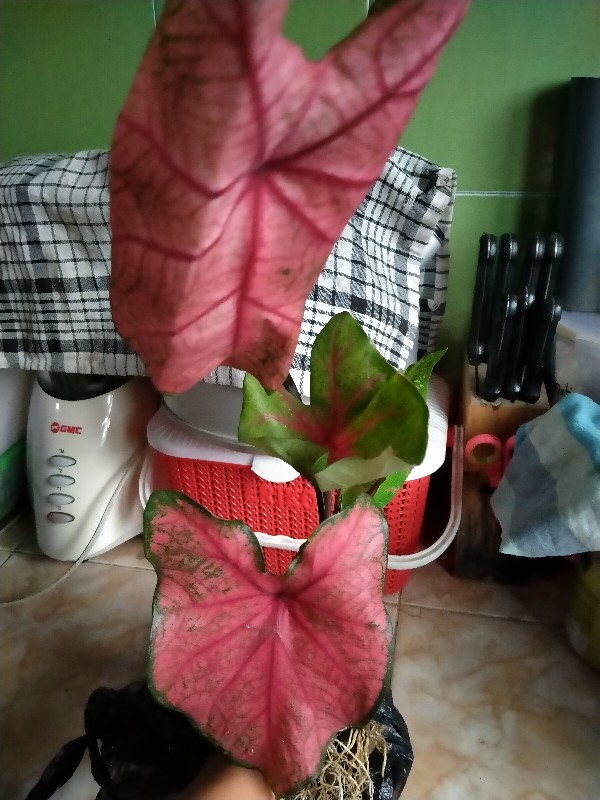 Keladi Urat Merah / Keladi Fanny Munson/ Keladi Brandy Wine