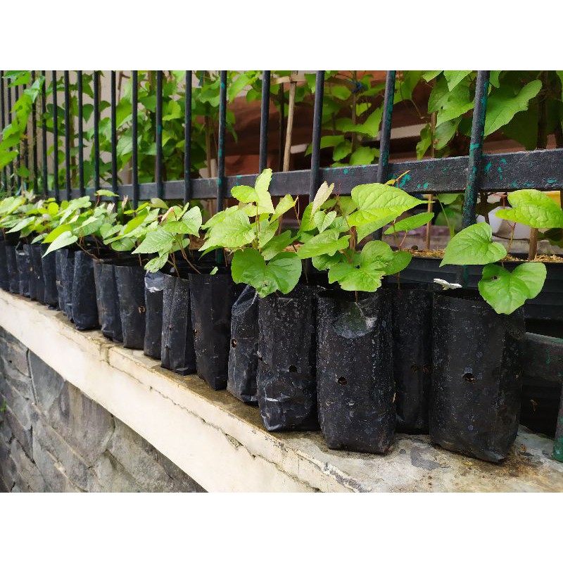 Tanaman Hias Merambat | Bibit Bunga Air Mata Pengantin Ukuran 10 - 20 cm