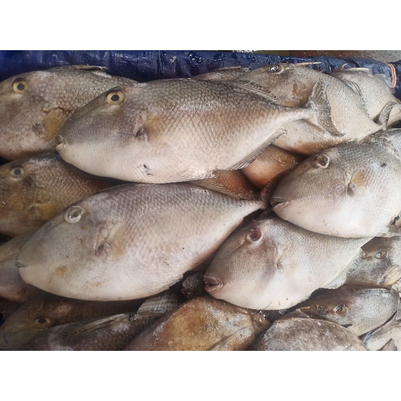 

iKan Basah iKan Ayam-Ayam 1 kg Fresh.