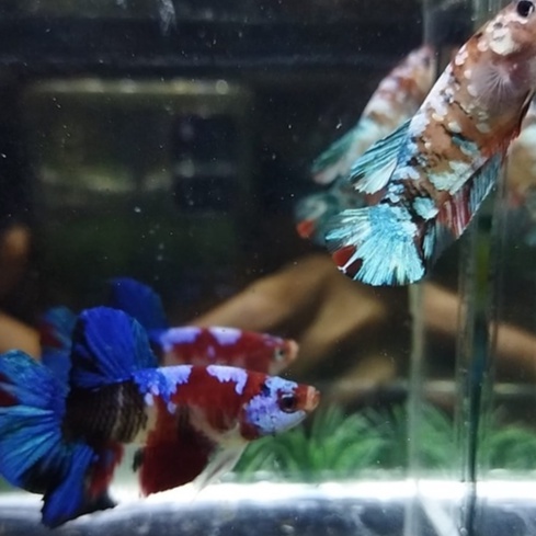 SEPASANG/1 PAIR IKAN CUPANG PK GALAXY MULTICOLOR SIAP BREED 100% REALPICT (KODE AM12)