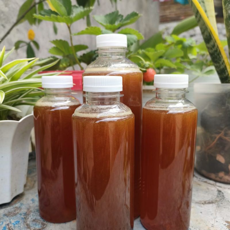 

Madu Trigona