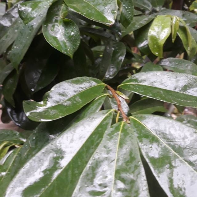 

Daun sirsak segar