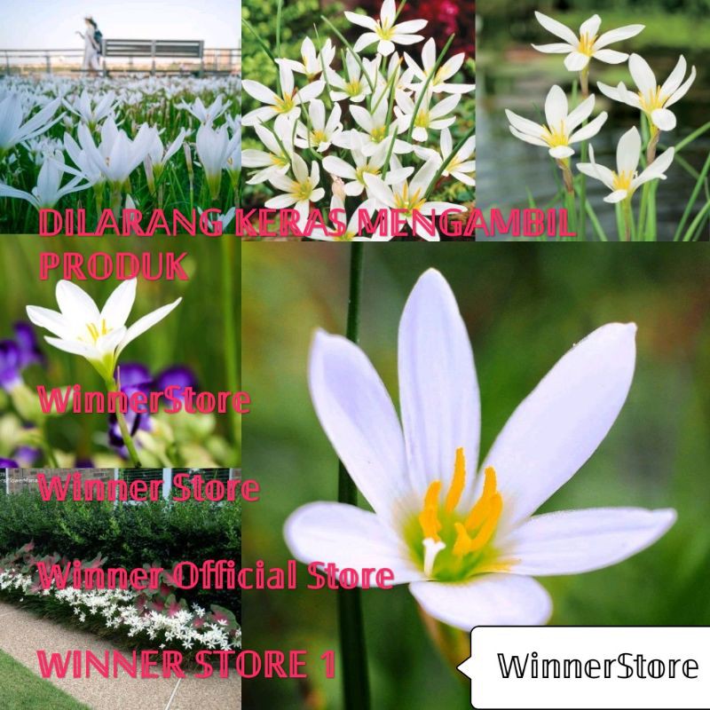 Umbi Bibit Bunga Lily Rain Putih (± 2 Umbi)