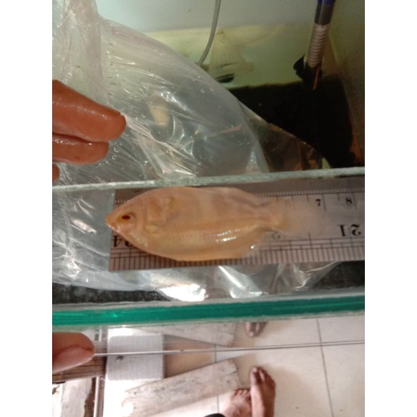 Oscar tiger albino size 6-7-8cm