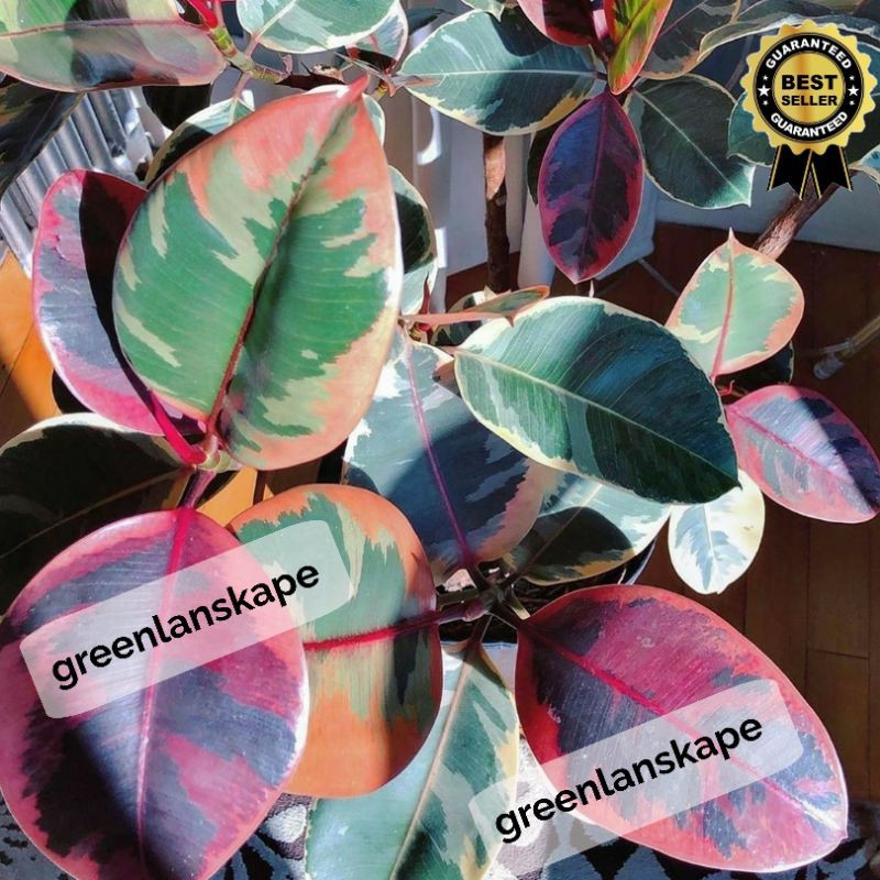 Ficus Elastica Ruby Varigated Red Lady/plant colector