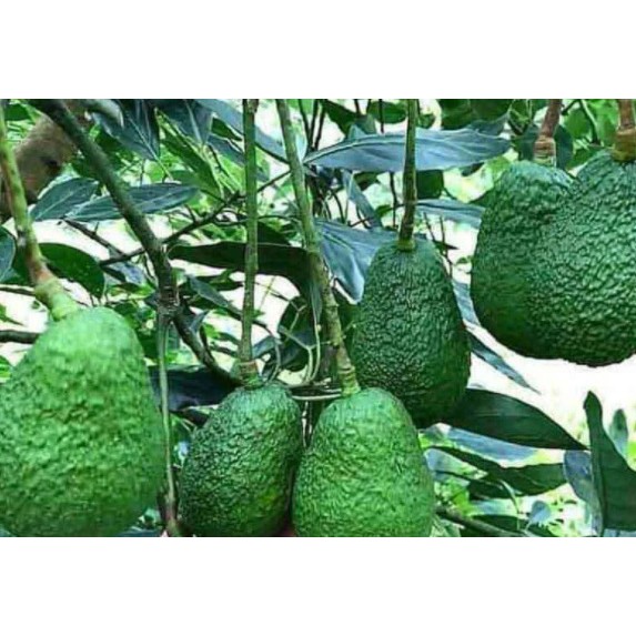 Entres Alpukat Hass VALID