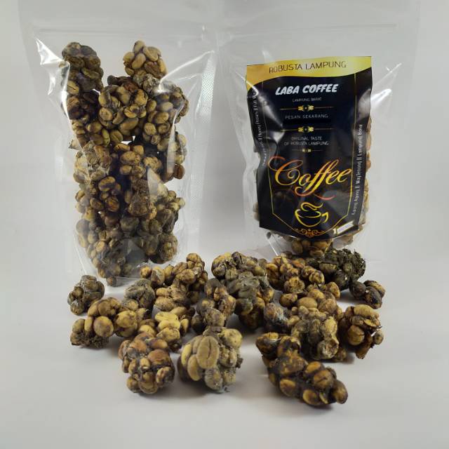 

Kopi Luwak Liar Biji Kopi Luwak Liar