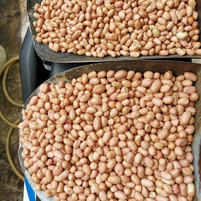 

54eh Kacang Tanah Kulit Mentah Ukuran 50/60 Putih India Super 60Jh