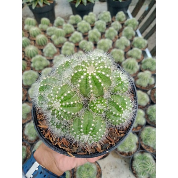 Noto kaktus belimbing cluster