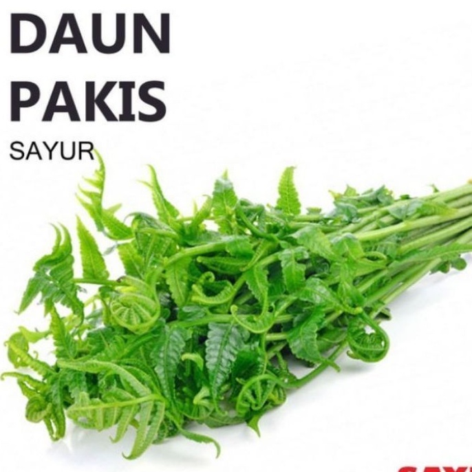 

satu ikat sayur pakis segar daun pakis