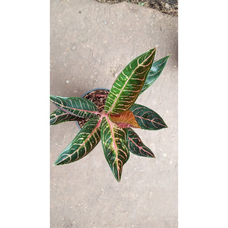 aglonema pride of sumatra