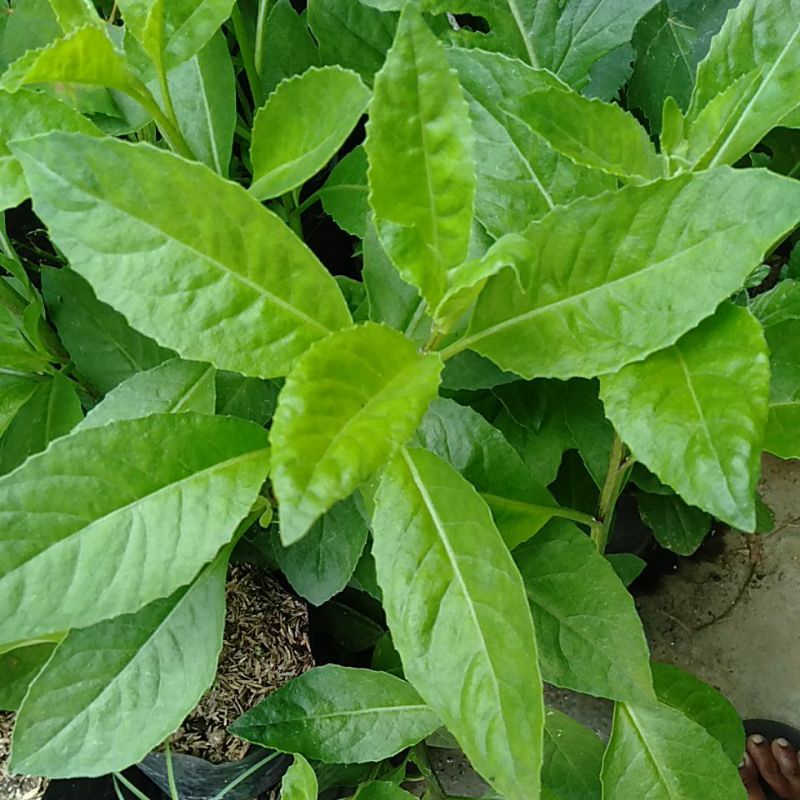 

Daun Sambung Nyawa petik segar @
