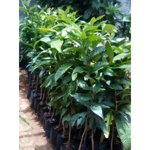 Cler Bibit Buah Gowok Super 1 Meter // Buah Gowok // Gowok // Bibit Gowok Super