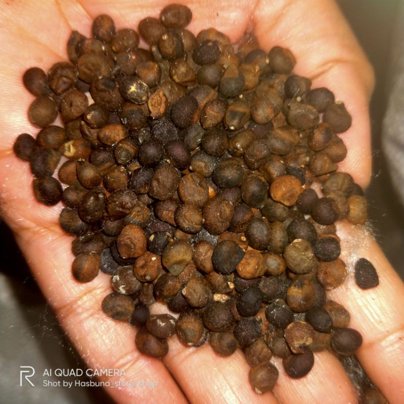 

Biji kapuk randu 1 kg