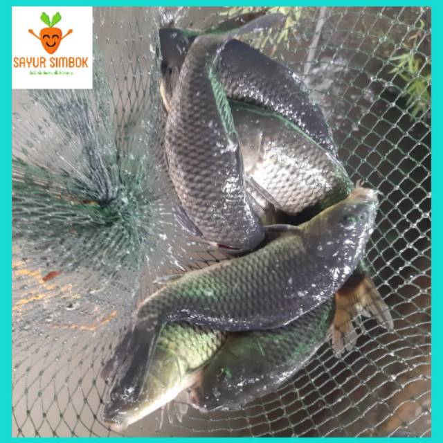 

Ikan Kleper / Ikan mas Segar 1kg