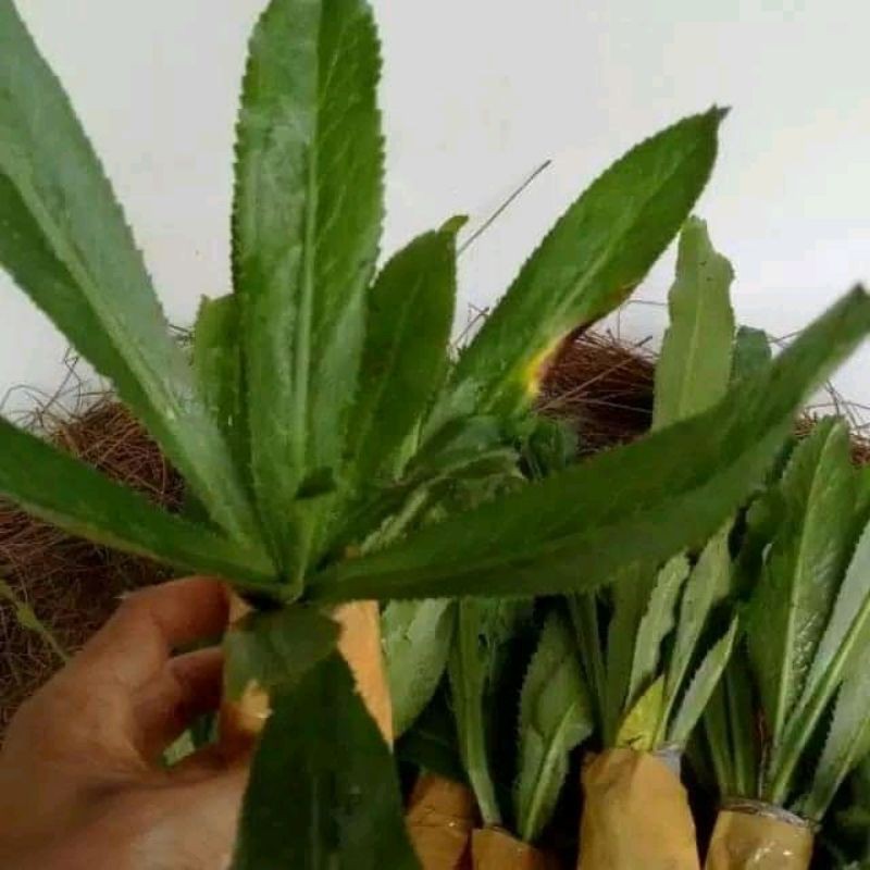 

Daun Walang sangit atau daun ketumbar