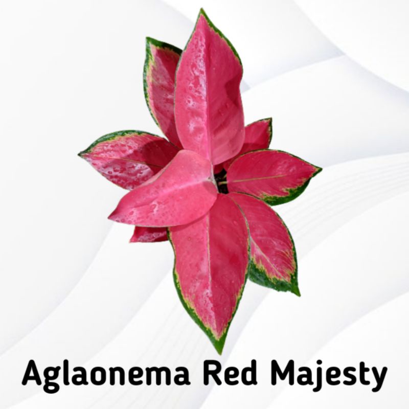 Aglaonema Red Majesty