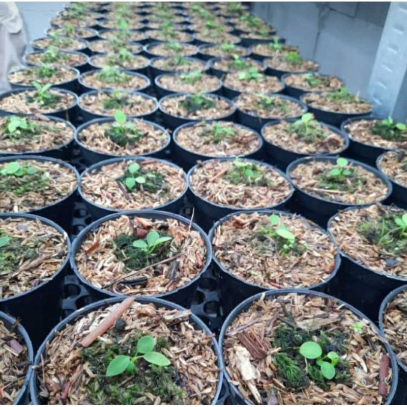 anthurium warocqueanum