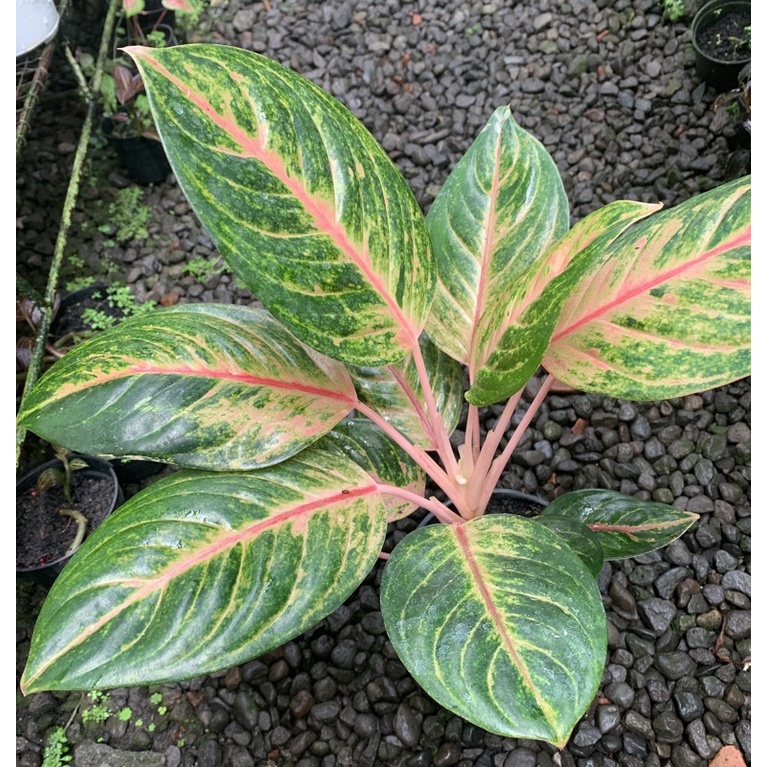 Aglonema Red Imelda indukan