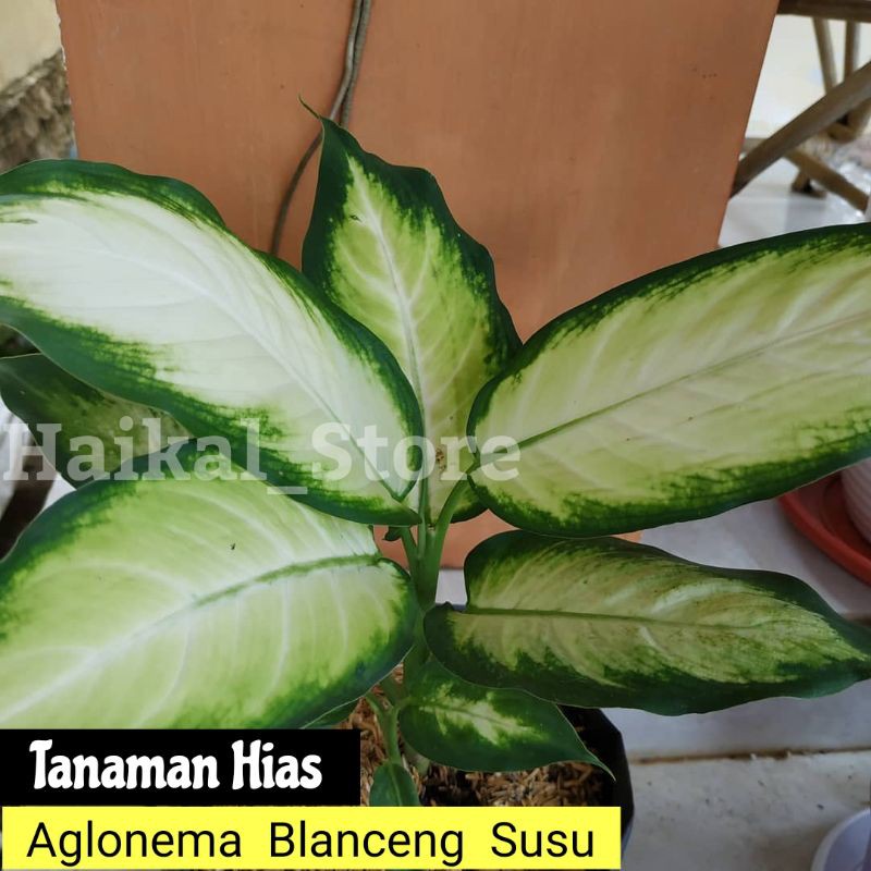 Aglonema blanceng Susu - aglonema blanceng susu