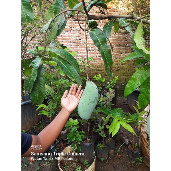 Tanaman Mangga Mahatir BOGEL BATANG BESAR ekonomis