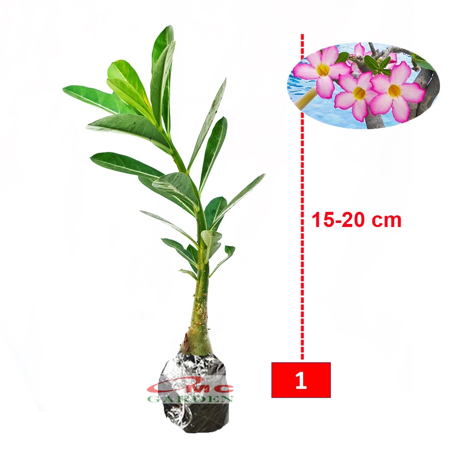 Bibit Benih Tanaman Bonsai Adenium Bonggol Besar Arabicum Obesum Kamboja Jepang 1520