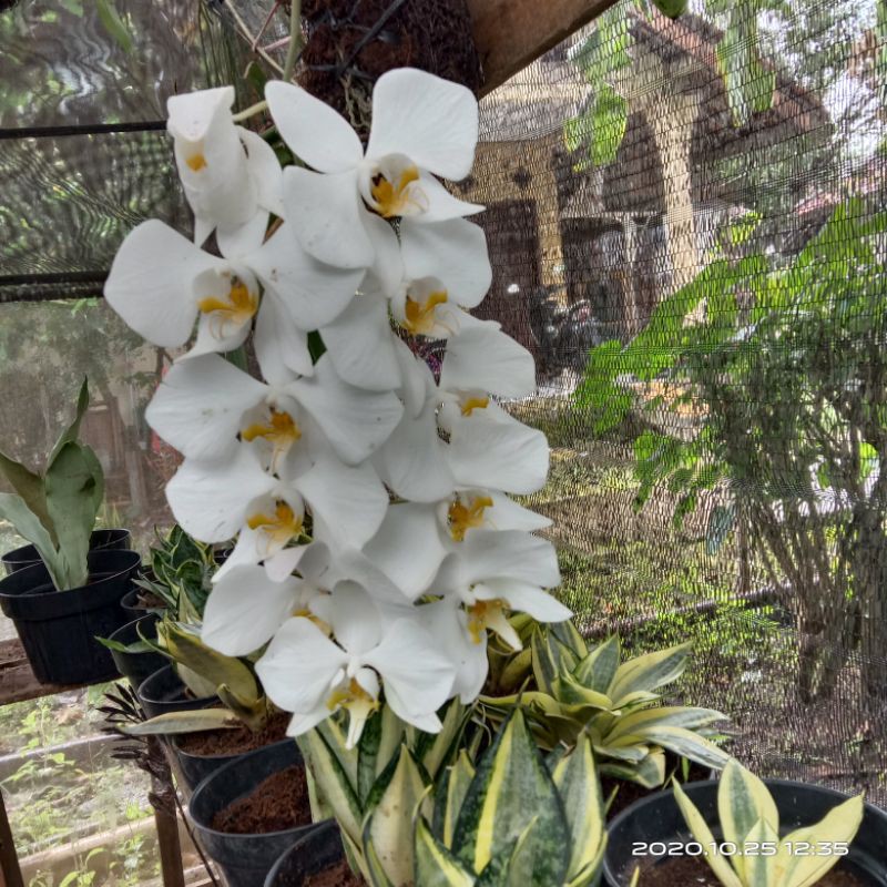 anggrek bulan amabilis sp.jawa size xxl