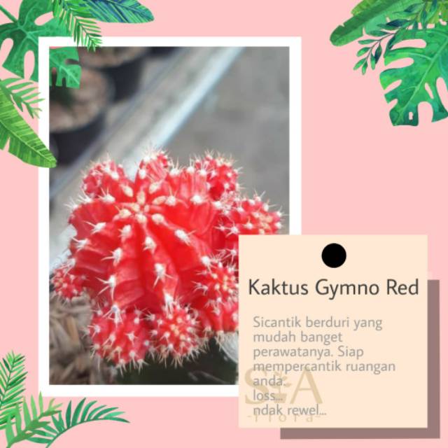 Kaktus gymno red