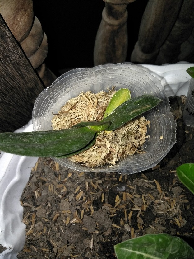 Bibit Anggrek Bulan Remaja - Phalaenopsis Hybrid Taiwan - Tanaman Bunga Hias