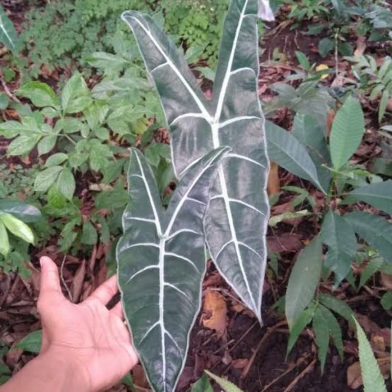 Tanaman hias alocasia longiloba/keladi kuping gajah/Amazon lokal