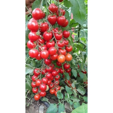 benih bibit tomat cherry isi 10 biji tomat ruby