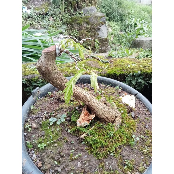 2 bahan bonsai secang dan Loa samurai lanjut program