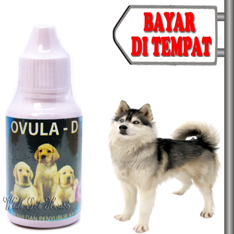 Vitamin Penyubur Kawin Anjing Obat Birahi Ovula D