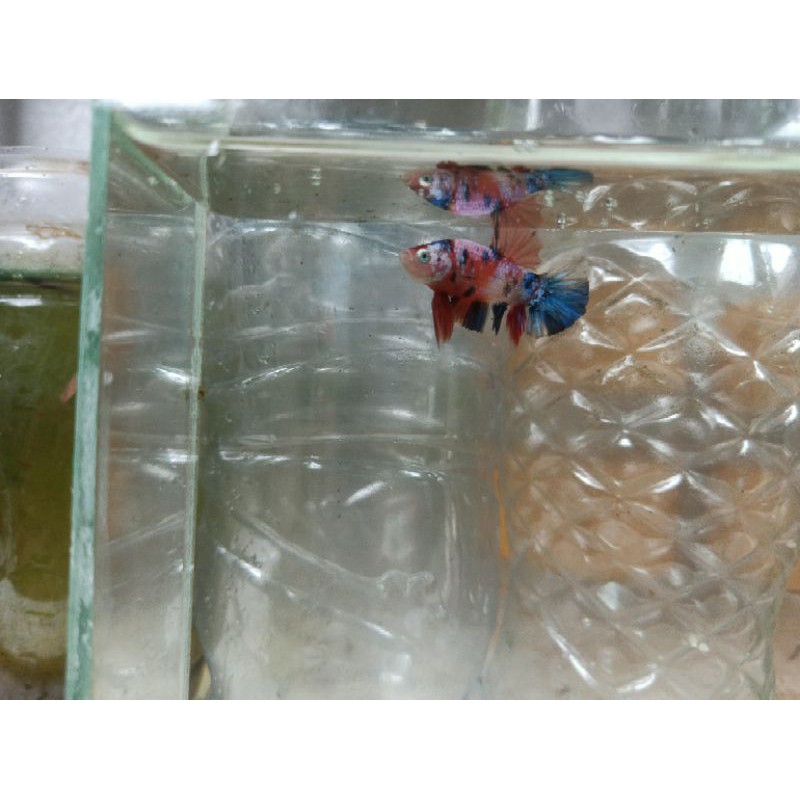 Cupang Nemo Galaxy [ Top Grade ] form ajib, nice colour, Mental good ( ikan sesuai foto & video )
