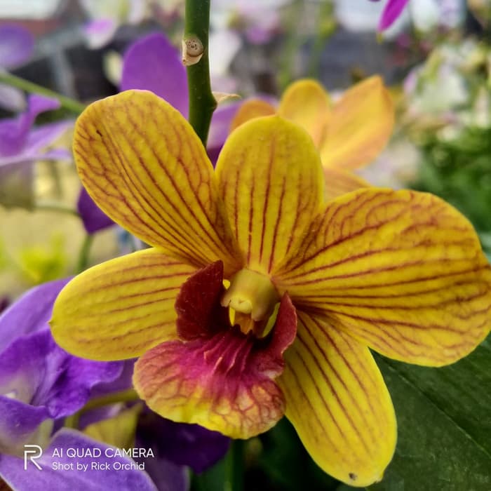 Anggrek Dendrobium Tongchai Gold 3 Lips Mutation