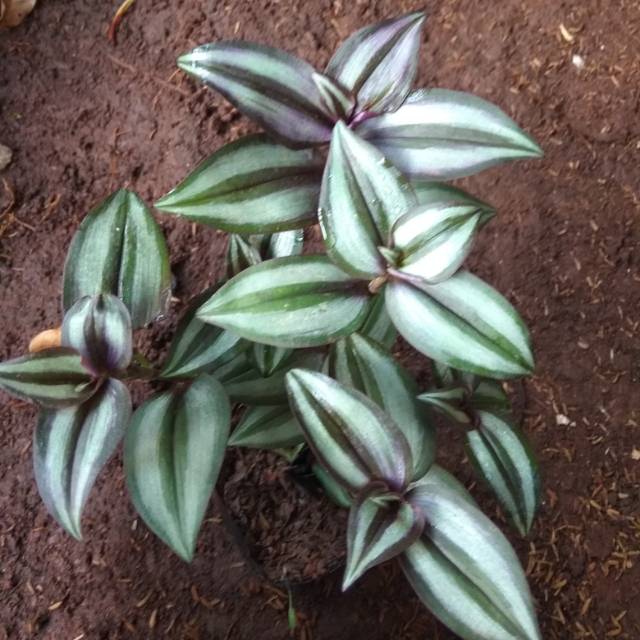 Tanaman hias Tradescantia / pohon Tradescantia zebrina