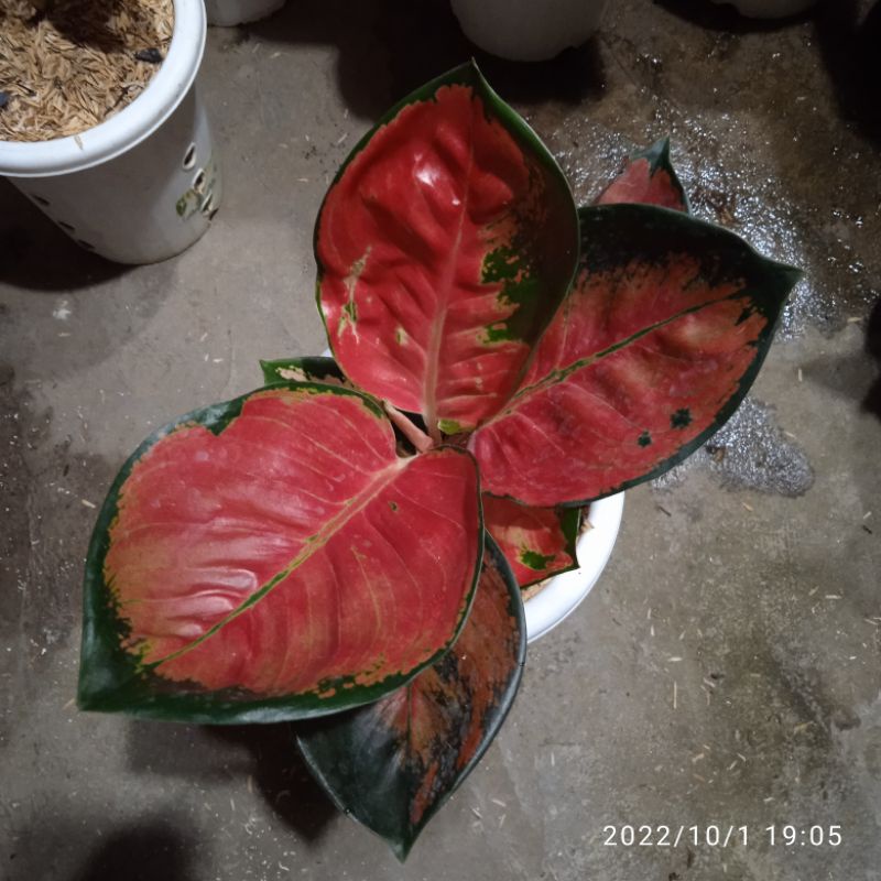 Aglonema suksom pelangi mangkok Induk anak 1